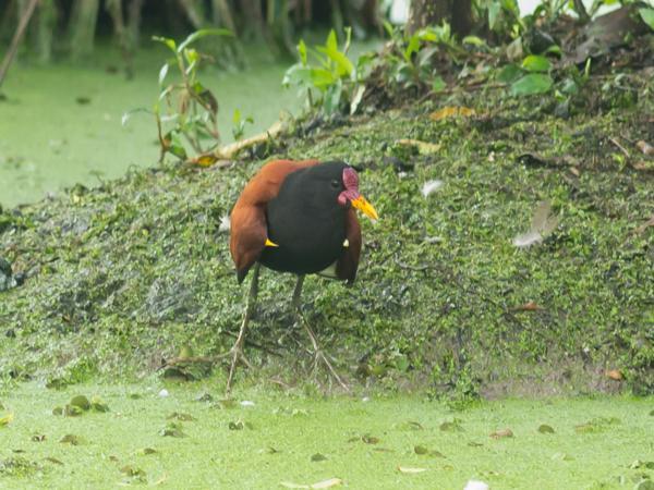 Leljacana (Jacana jacana)